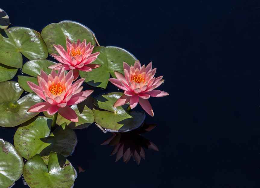 Water Lily / #HaikuSeed / Feature With Commentary