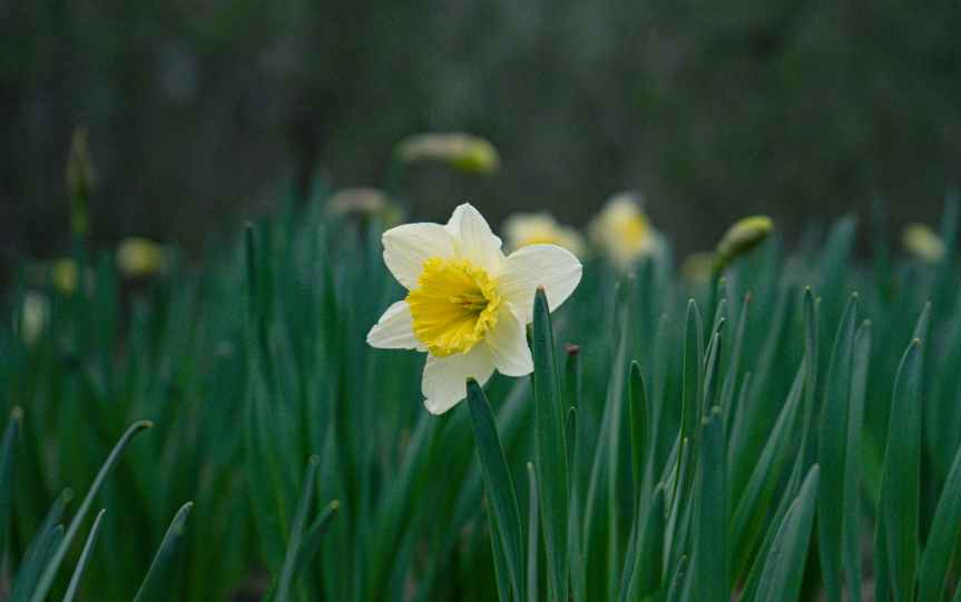 Daffodil / #HaikuSeed / Feature with Commentary